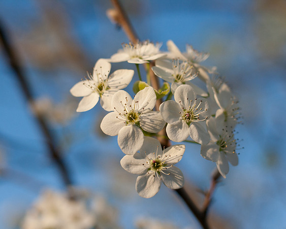 Flowering pear tree