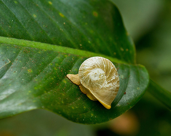 Snail at El Yunque