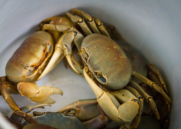 Crabs