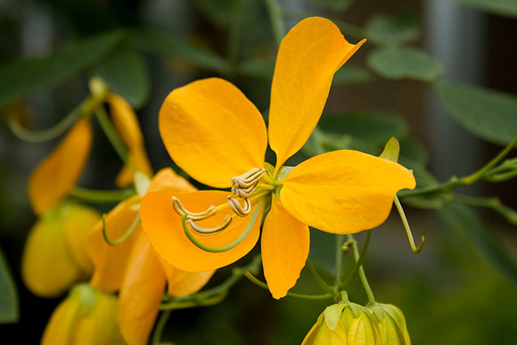Flowery Senna