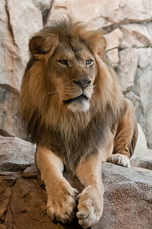 The king