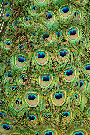 peacock