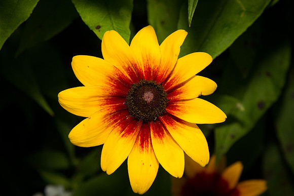 And this is mine of the same flower (with about $2500 more in photo gear)... she had the best eye and timing to get the ant at the right time.