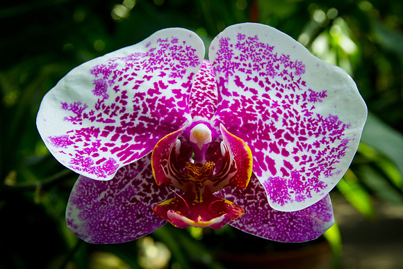 orchids are just aliens waiting to eat humans.