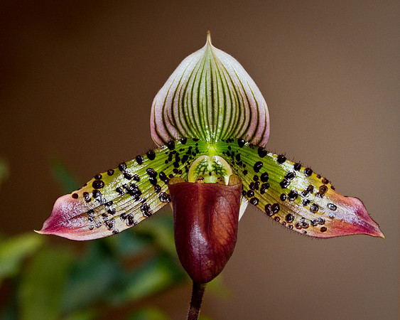 orchids...