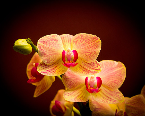 orchids