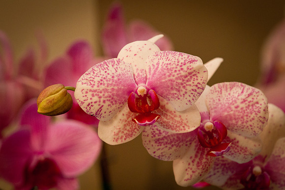 orchids