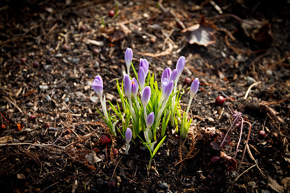 spring is coming