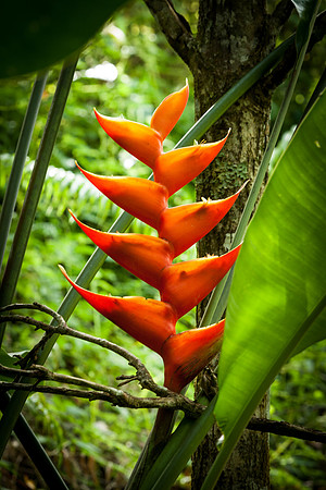 Heliconia