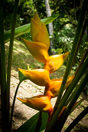 Yellow Heliconia