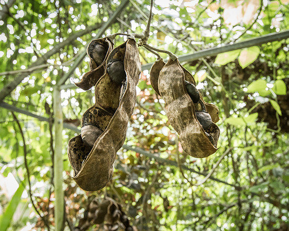 Mucuna sp. seedpod