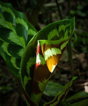 Calathea