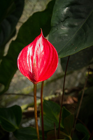 Anthurium andreanum