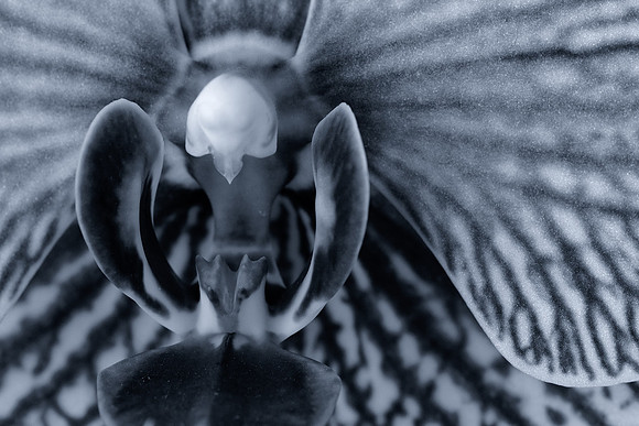 Orchid