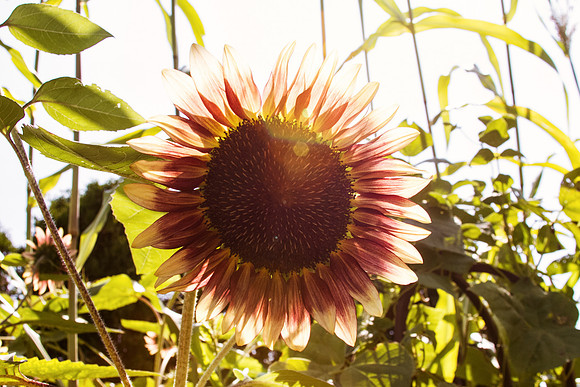 Sunflower at Chicago Botanic Garden's Fruit and Vegetable garden