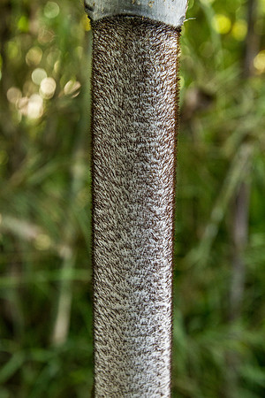 Bamboo stem closeup