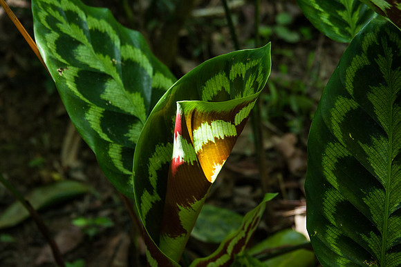 Calathea