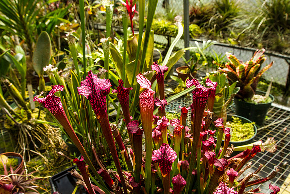 Sarracenia (Carnivorous plant)
