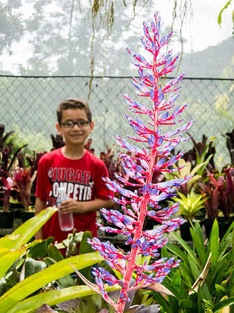 Bromeliad