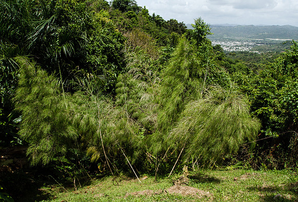 Otatea acuminata (Bamboo)