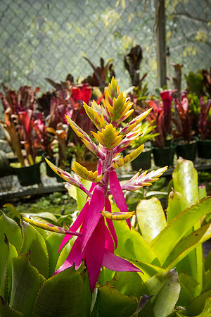 Bromeliad