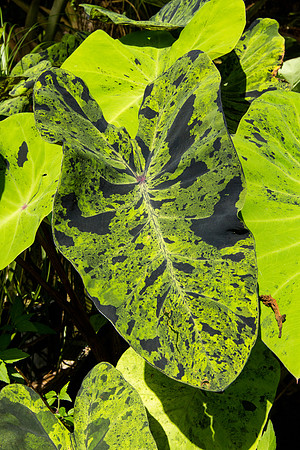 Colocasia esculenta 'Mojito'