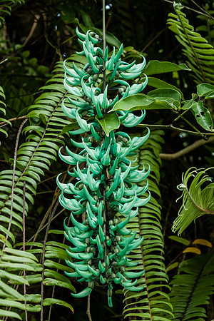 Strongylodon macrobotrys (Jade vine)