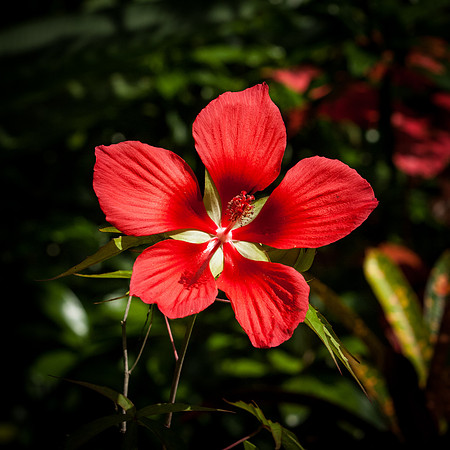 Hibiscus sp.
