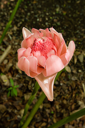 Etlingera elatior