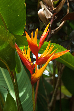 Psittacorum (Heliconia)