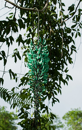 Strongylodon macrobotrys (Jade vine)