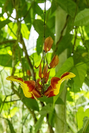 Thunbergia mysorensis