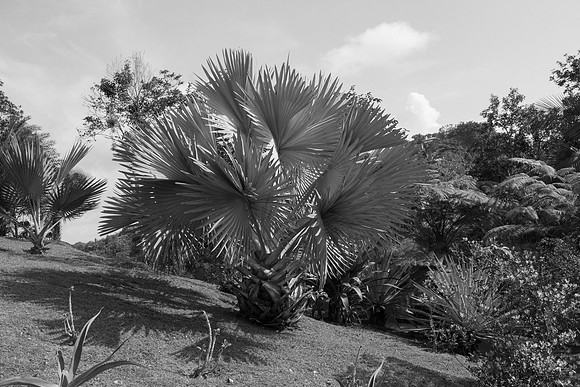 Bismarckia nobilis (Palm)