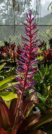 Bromeliad