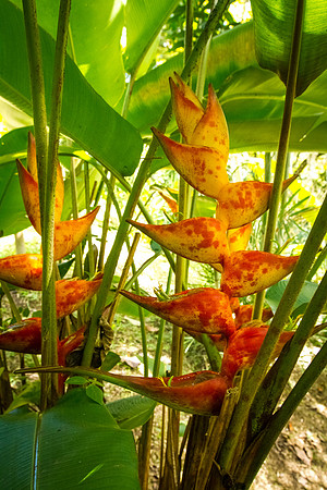 Heliconia champneiana 'Splash'