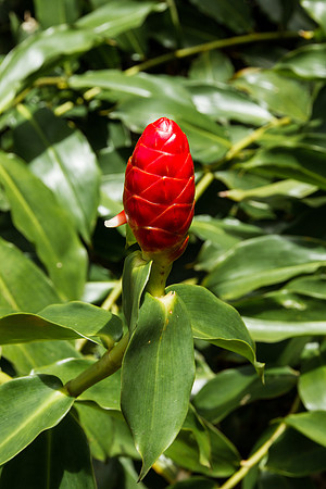 Costus woodsonii
