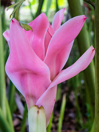 Etlingera elatior