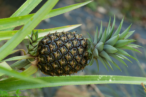 Ananas sp. (Pineapple)