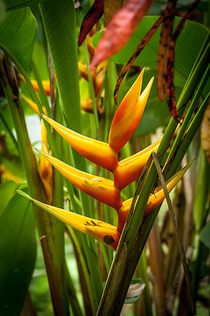 Heliconia caribaea x bihai 'Caribbean Sunset I'