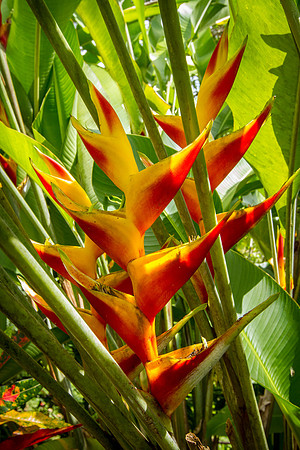 Heliconia