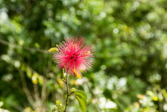 Calliandra haematocephala (Powder puff flower)
