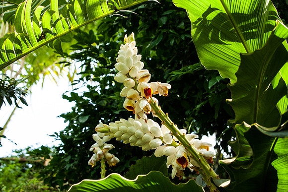 Alpinia 'Giant White Plume'
