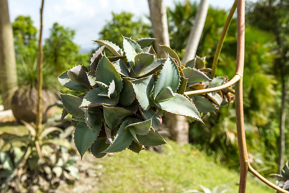 Agave gysophila