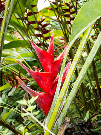 Heliconia caribaea