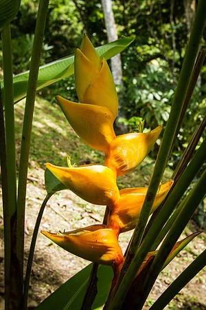 Yellow Heliconia