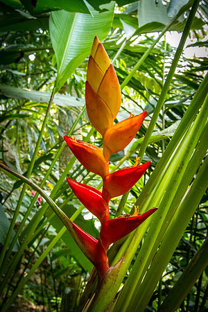 Heliconia champneiana 'Maya Blood'