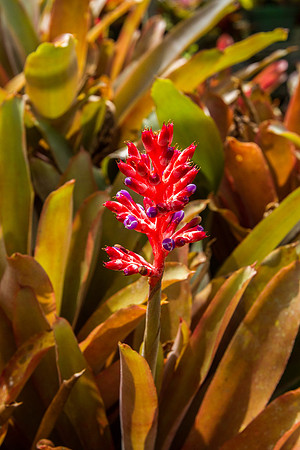 Bromeliad