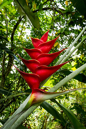 Heliconia caribaea