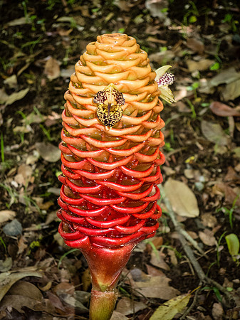 Zingiber spectabile