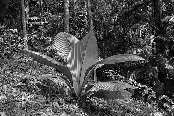 Johannesteijsmannia magnifica
